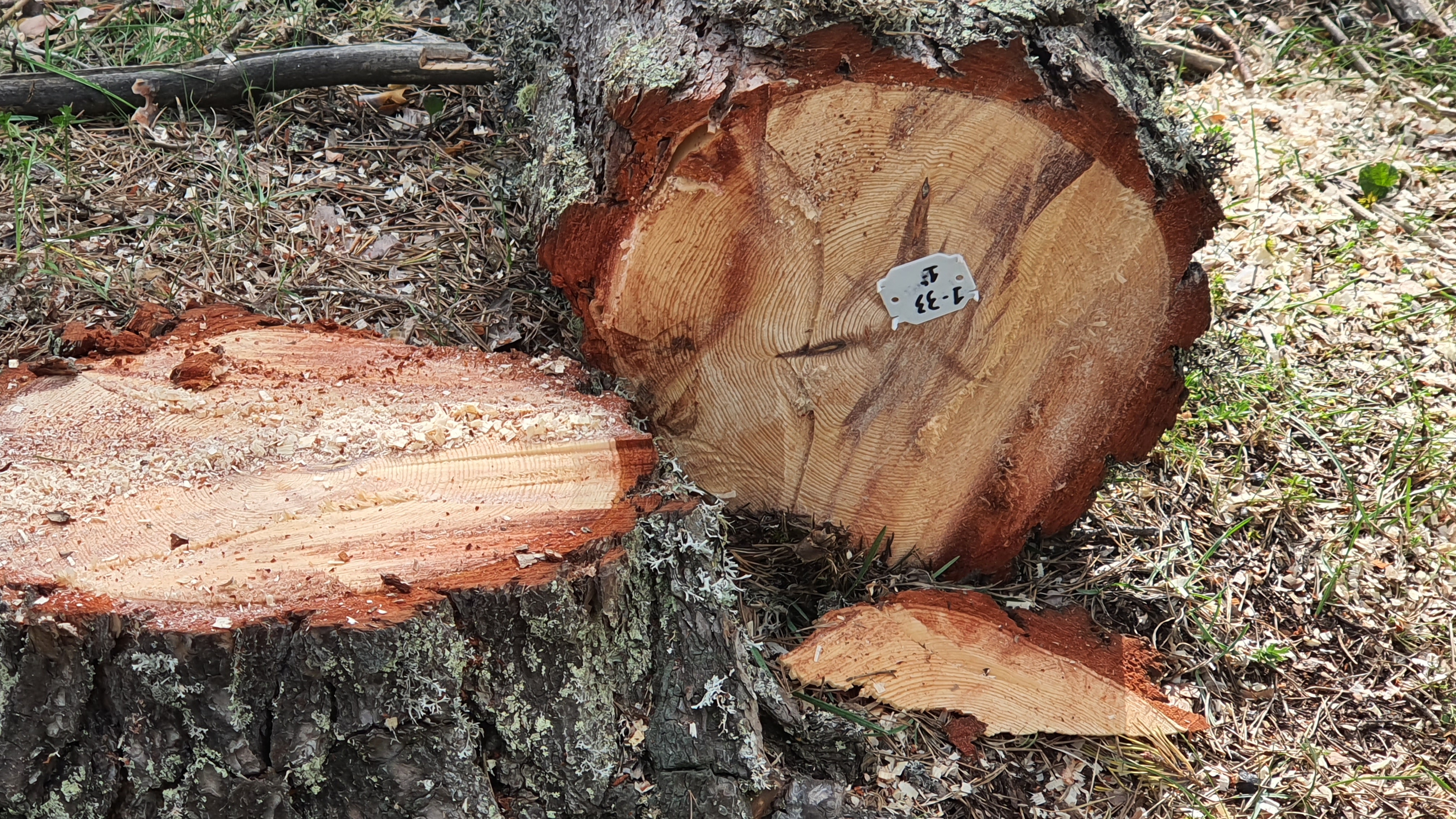 Tronco de madera