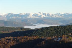 Bosque con montañas al fondo