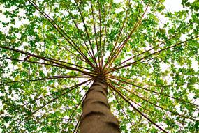 Árbol visto desde abajo