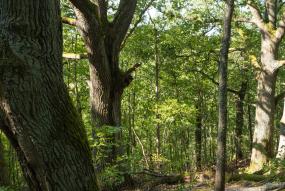 Bosque