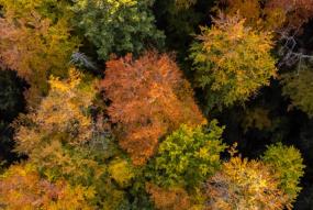 Bosque visto desde arriba