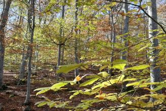 Bosque Soria