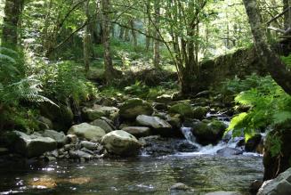 Riachuelo y bosque