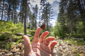 Mano y mariposa en un bosque