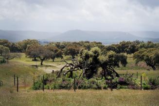 El Jardín de los Sueños El Jardín de los Sueños
