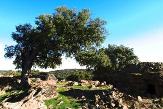Alcornocal en Zahinos (Extremadura) Alcornocal en Zahinos (Extremadura)
