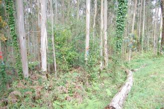 Pequeña propiedad forestal Pequeña propiedad forestal