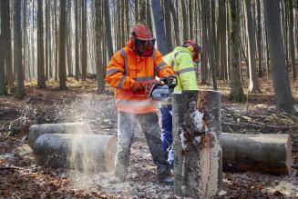 Trabajos forestales Trabajos forestales