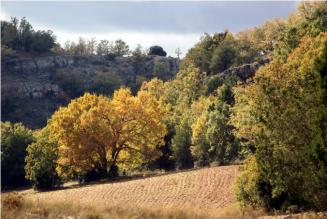 Bosque Soria