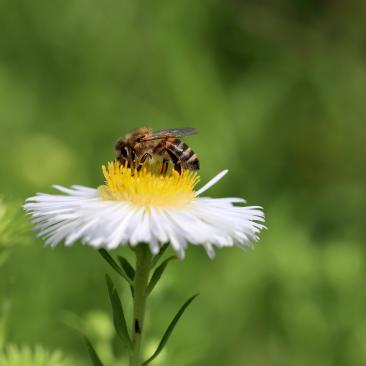 Abeja sobre una margarita