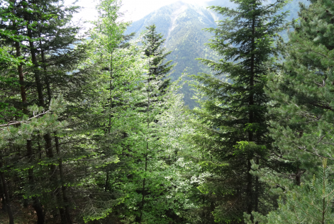 Bosque frondoso