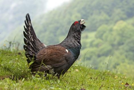 Urogallo Asturias