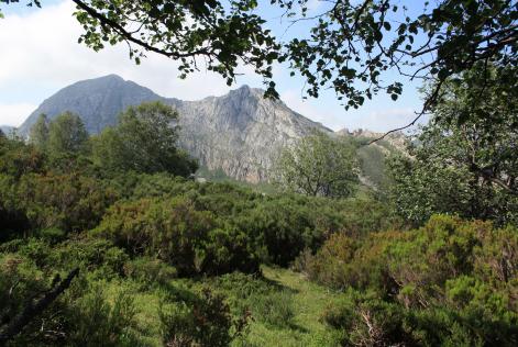 Bosque certificado FSC España