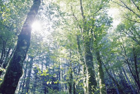 Bosques