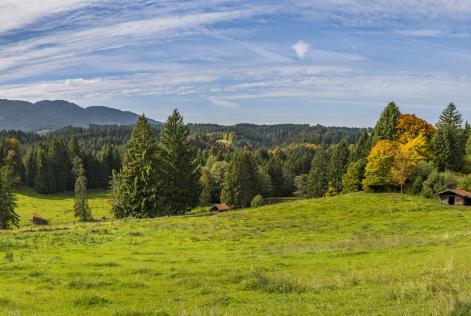 Campo verde y bosques al fondo