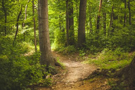 Bosque con camino