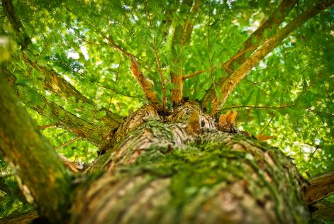 Árbol en el bosque