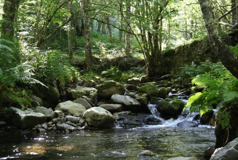Riachuelo y bosque