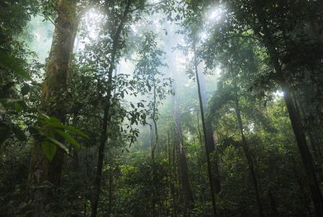 Bosque tropical
