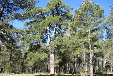 Bosque Palancares Cuenca