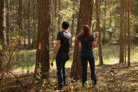 construyendo maderaula