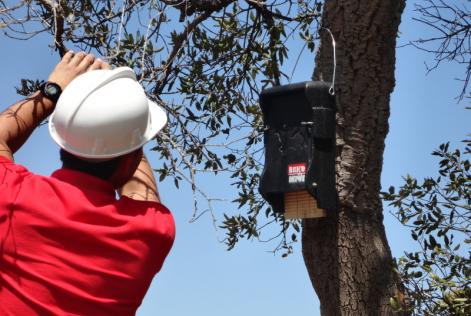 Instalando cajas nido para murcielagos