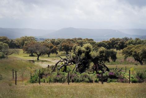 El Jard&iacute;n de los Sue&ntilde;os