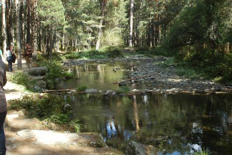 Pinares de Valsain (Segovia)