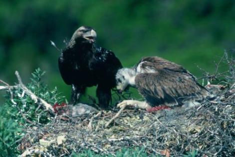 Aguila Imperial Parque Nacional Cabañeros