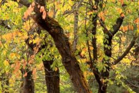 Sistema de Diligencia Debida I y II