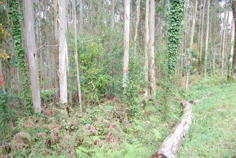 Pequeña propiedad forestal