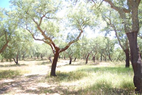 Dehesa de alcornoque