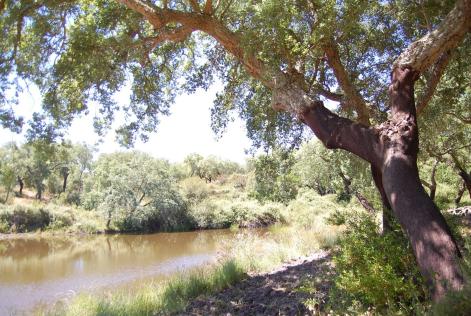 Dehesa productora de corcho con pastoreo y uso cinegético