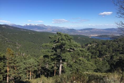 Pinares Embalse La Jarosa (Comunidad de Madrid)