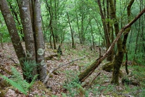 Monte Fragas Eume
