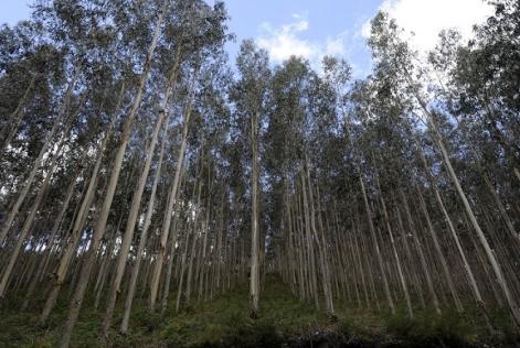 Madera ENCE