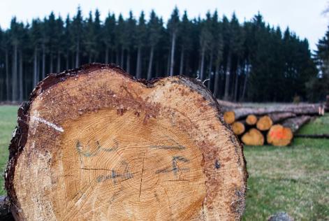 Trabajos forestales