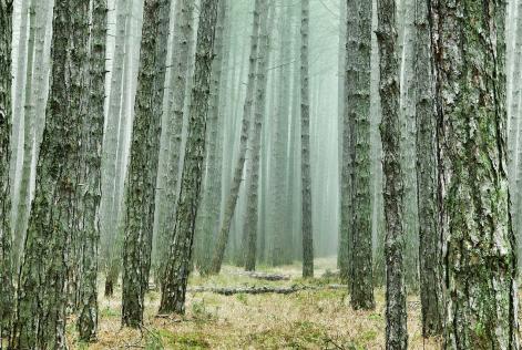 Bosques