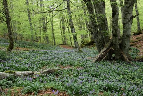 Bosque