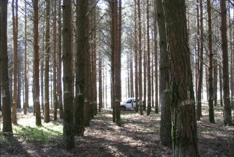Pinares gallegos