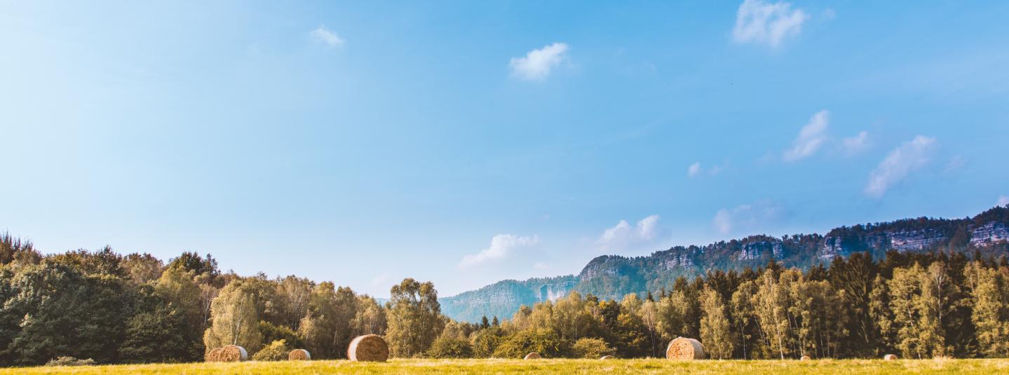 Bosque en una pradera