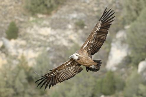 Águila real