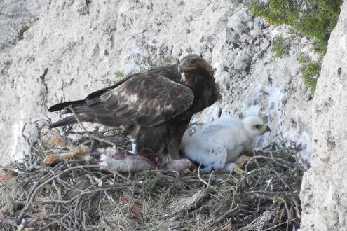 Nido de águila real y polluelo