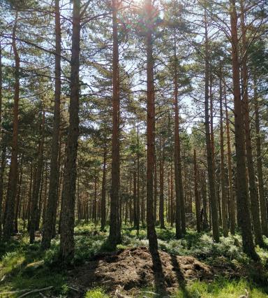 Bosque Galicia