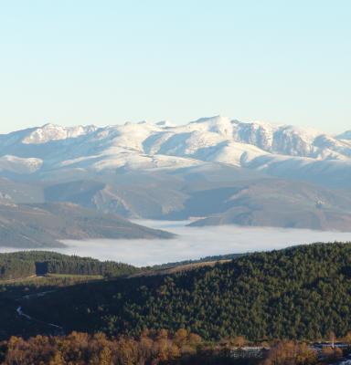 Bosque con montañas al fondo