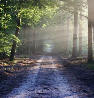 Camino en un bosque