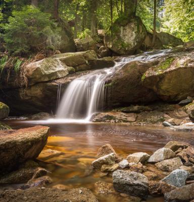 Rio dentro de un bosque