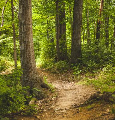 Bosque con camino