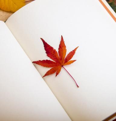 Hoja dentro de un libro en blanco