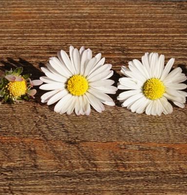 Flores sobre madera